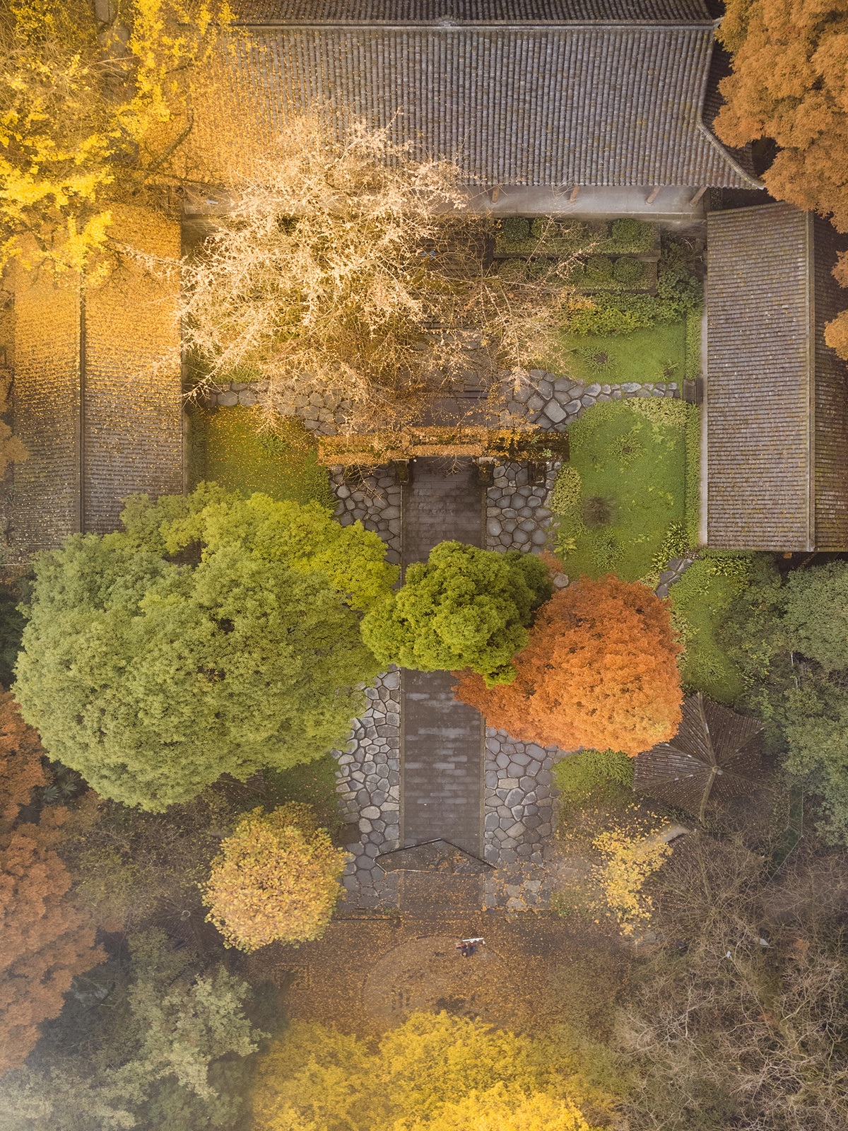 周围环绕着树木的房屋的 aerial view