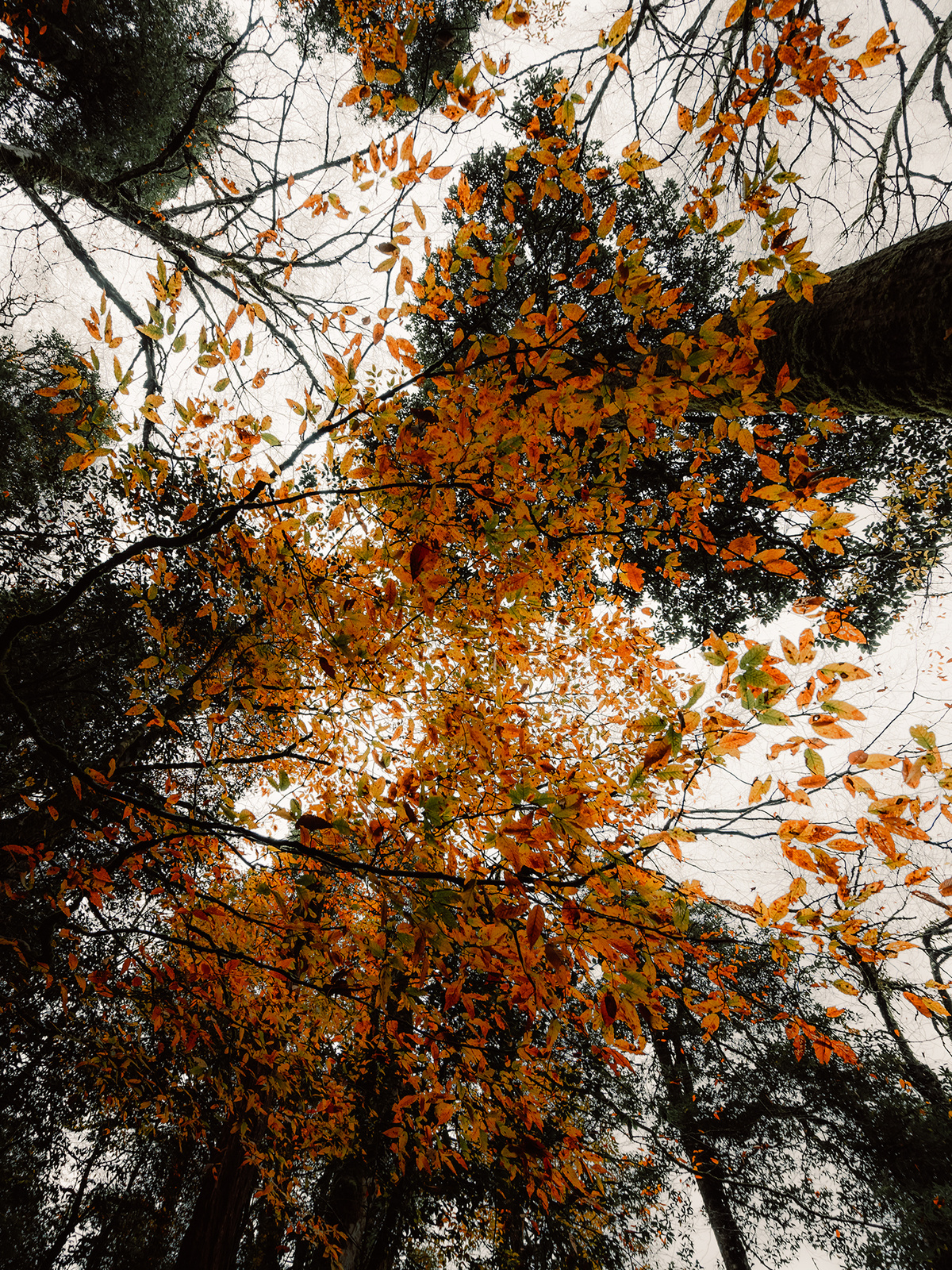抬头望向森林中的秋天高树