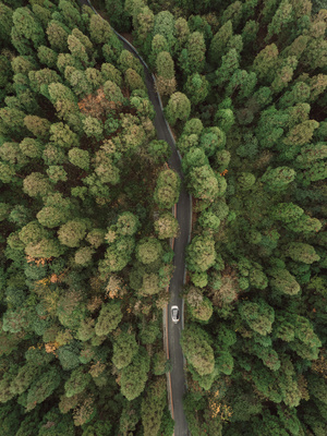 一辆行驶在环绕着绿树的道路上的汽车
