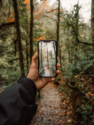 手机屏幕上有一张森林图片 里面有树木和一条小径 一只手拿着手机