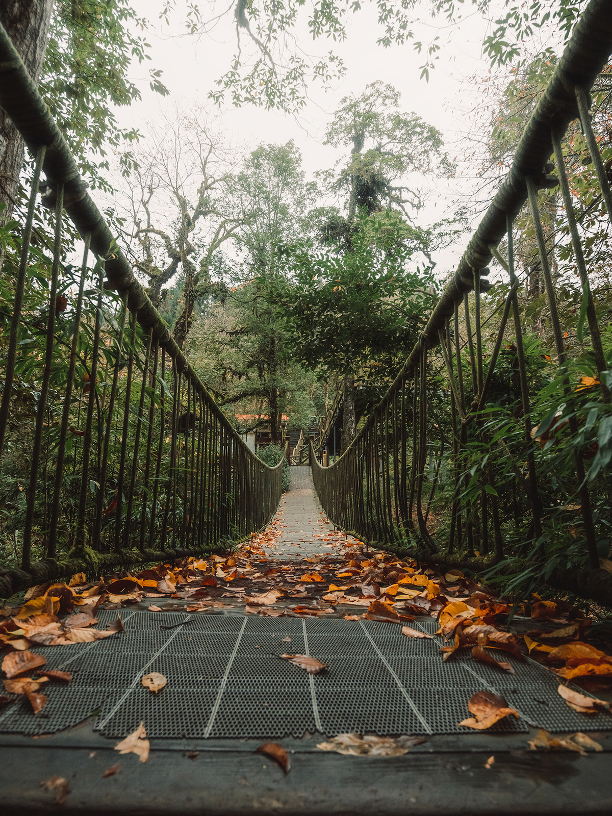 森林中的悬索桥