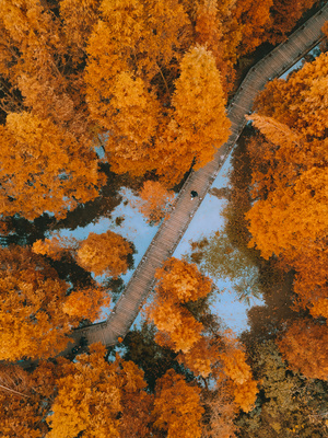 秋天的公路和树木的空中视角