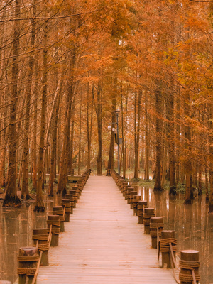 森林中的一座木桥或步行桥
