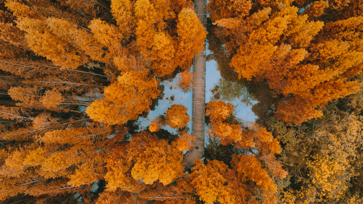 秋天围绕黄树的道路