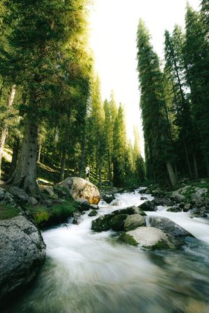 一条小溪流经森林 河岸上有岩石和树木。
