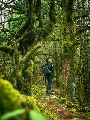 站在一个长满苔藓的森林小径上的一个男人 树上有苔藓。