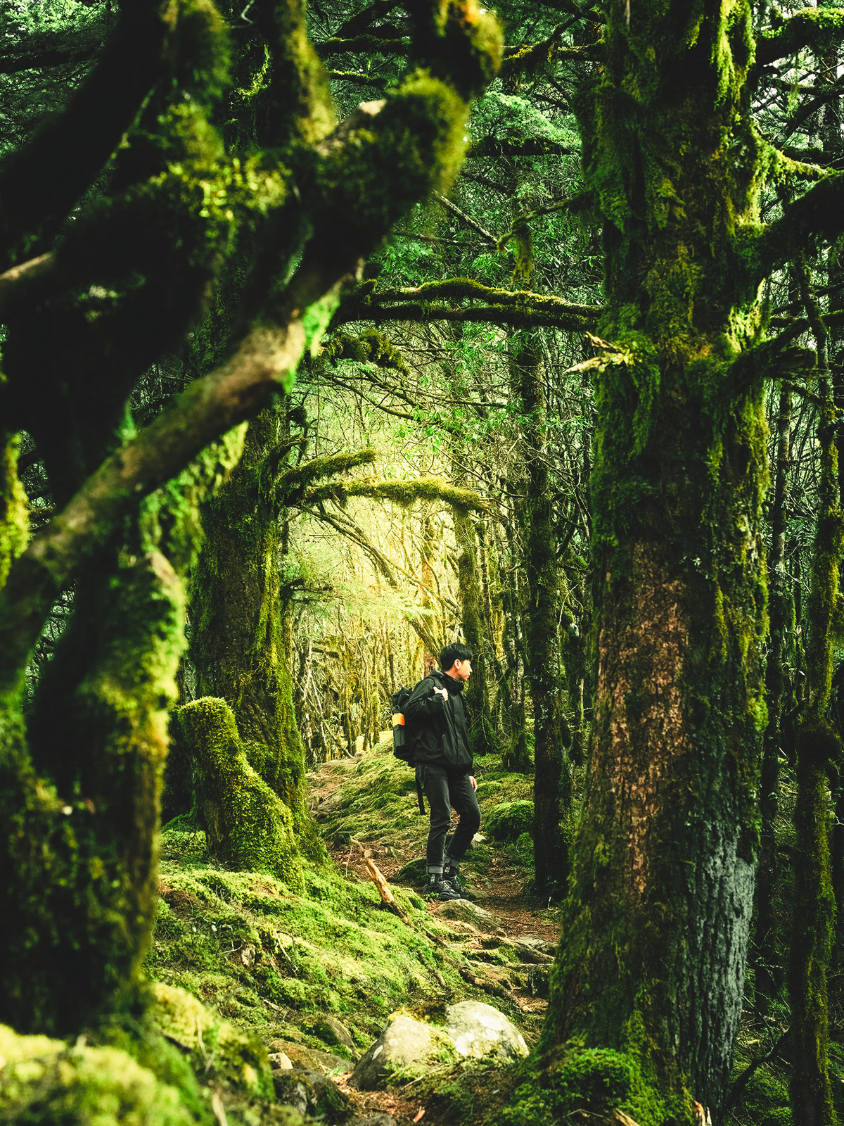 一位徒步旅行者在长满绿苔的树木和小径的森林中穿越