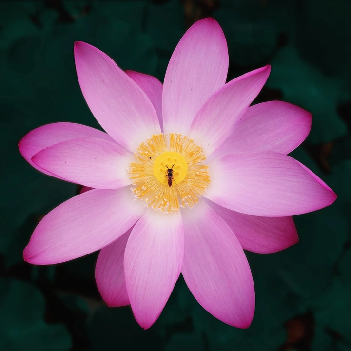 莲