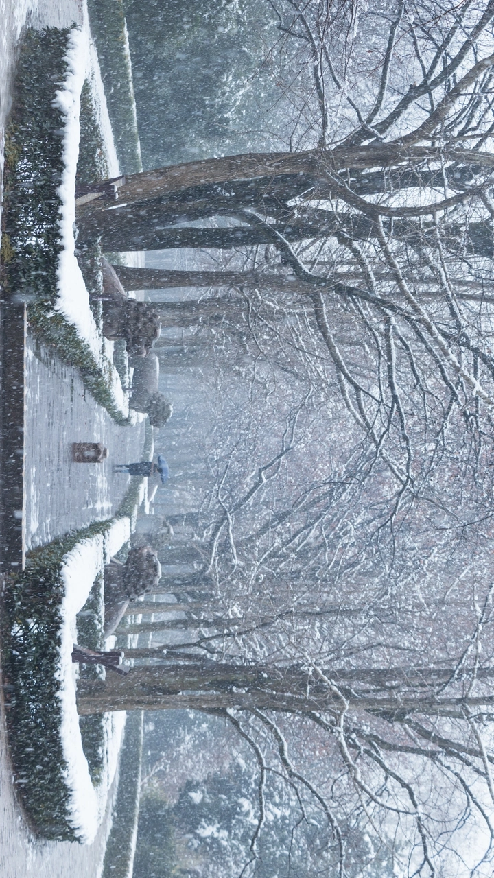 最爱南京雪