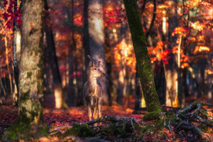 森林中一只站立着的狼 周围是变色的树。