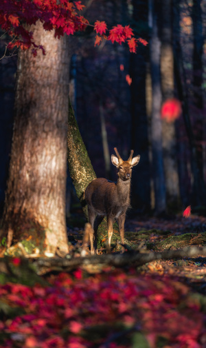 一只鹿站在树林边的一棵树旁