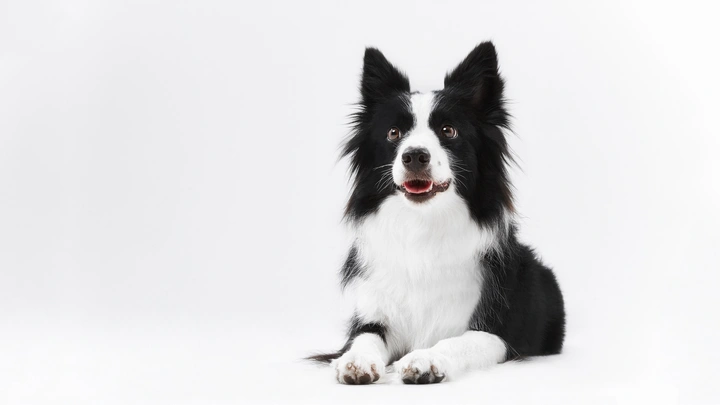 纯白色背景、边境牧羊犬
