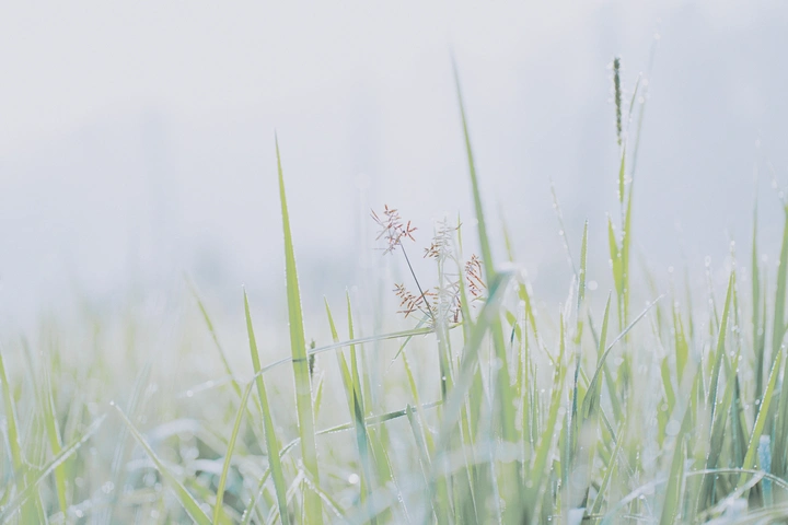 夏