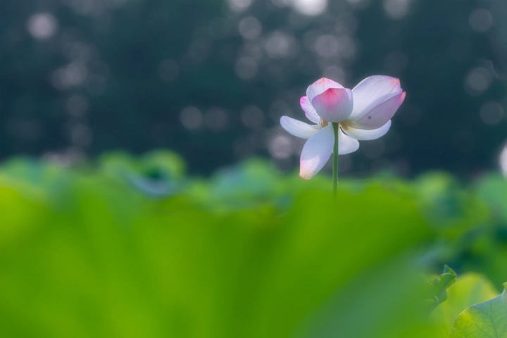情归荷处