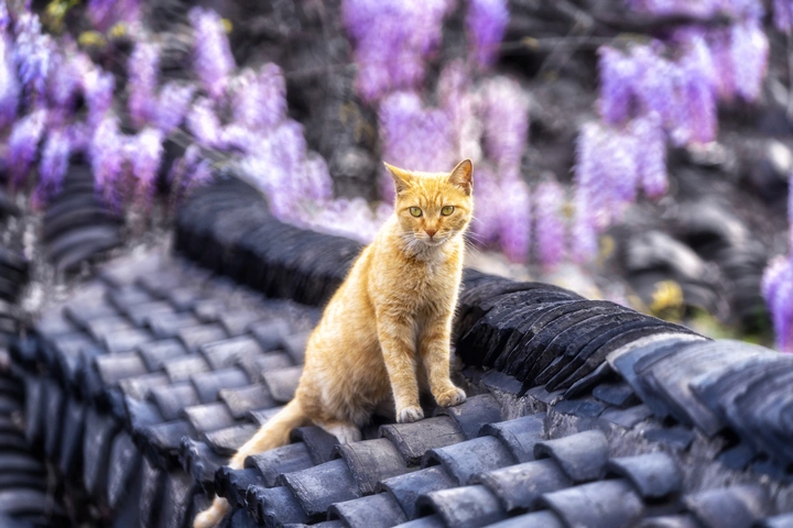 屋顶紫藤花开 花间猫咪嬉耍