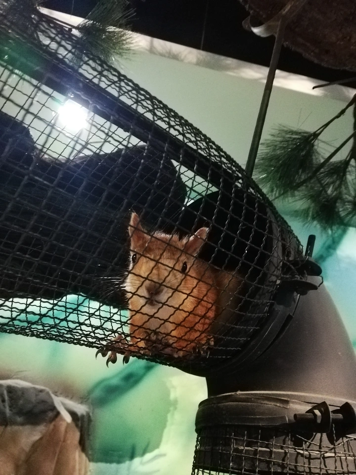 小动物