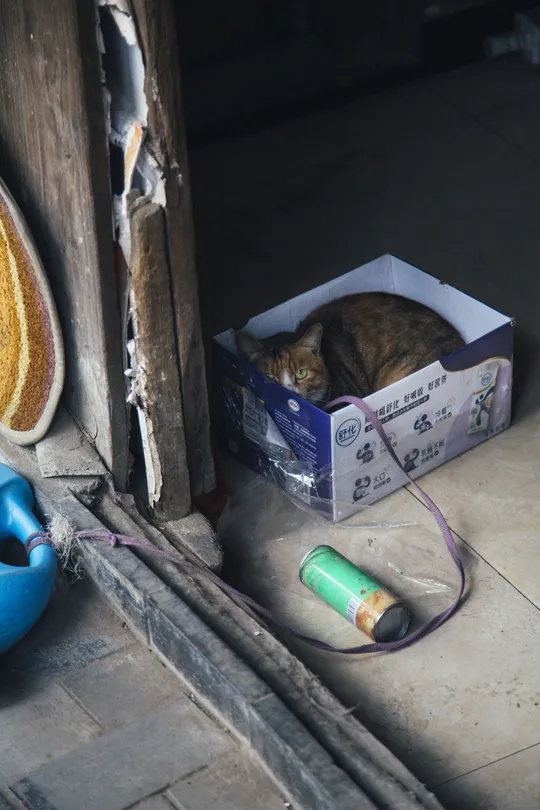 一只猫在地面上的纸箱里睡觉