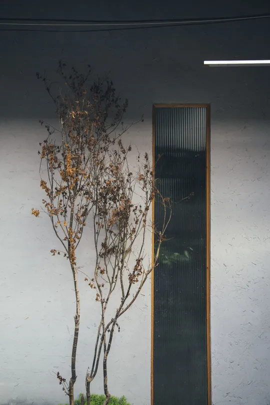 一个小植物坐在建筑物前的一扇白色门上。