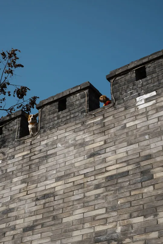 站在墙上的男人 上面有一只猫。