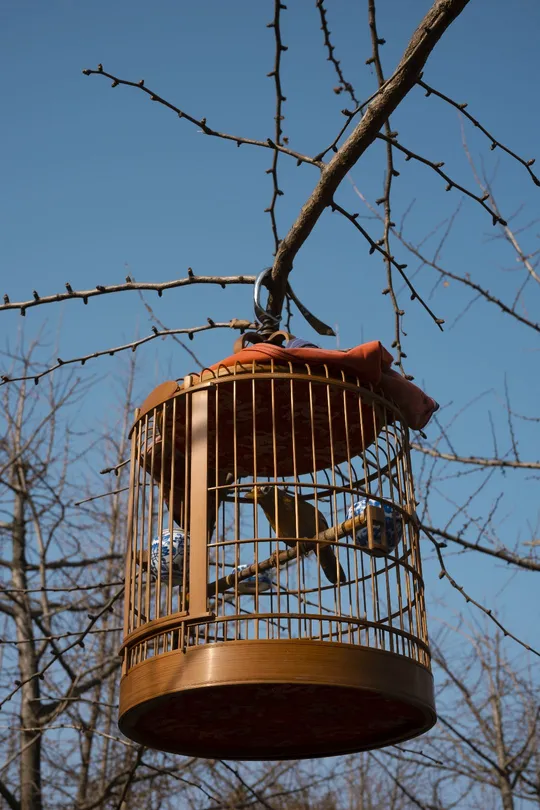 一只小鸟喂食器悬挂在树枝上