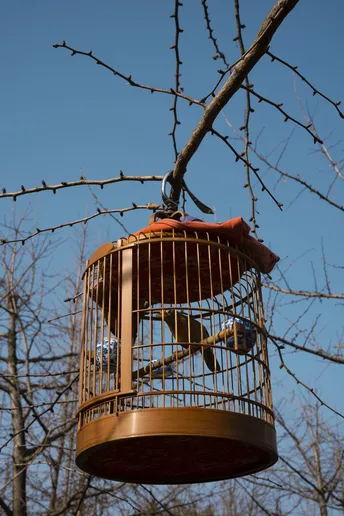 一只小鸟喂食器悬挂在树枝上