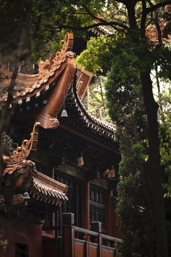 树木丛中的建筑物的屋顶