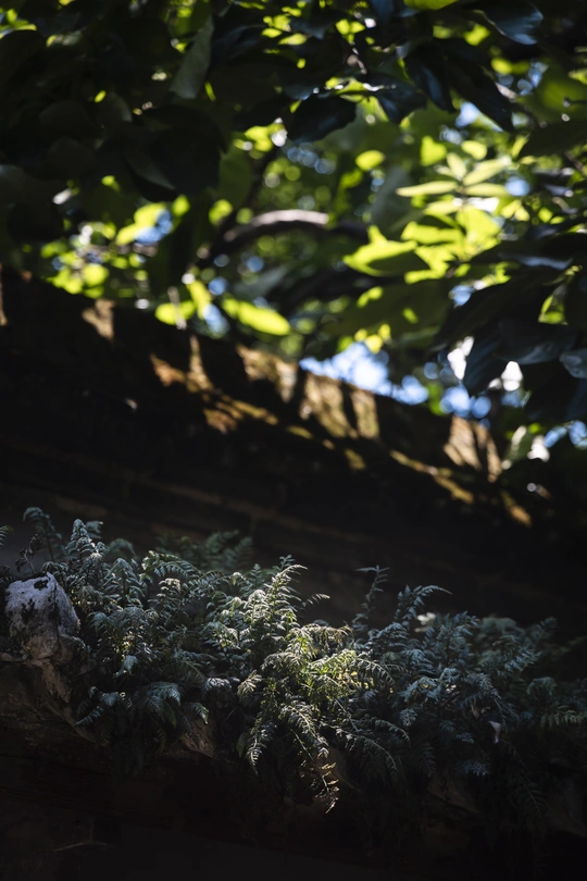 一些植物和苔藓在建筑物的屋顶上