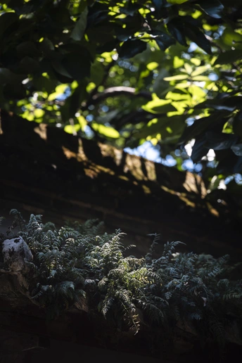 一些植物和苔藓在建筑物的屋顶上
