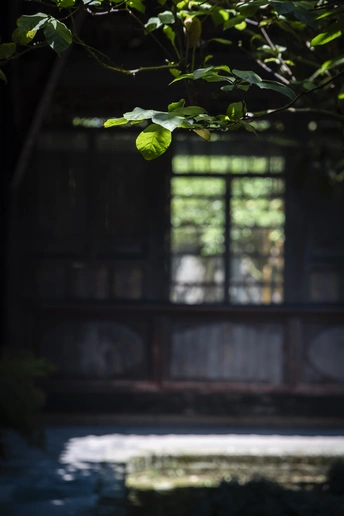 在一个光线昏暗的房间里 树下有一张 bench。