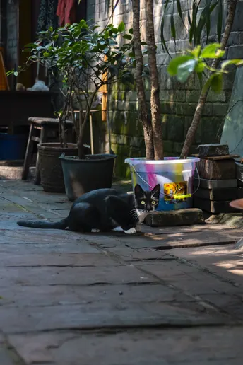 一只黑白相间的猫躺在人行道上