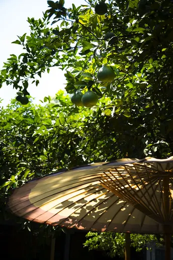 阳光下坐着一个打开的雨伞 下面是一些水果。