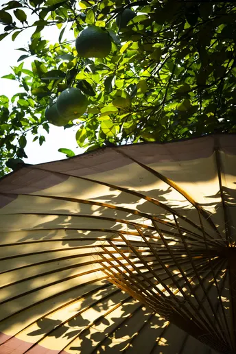 阳光透过树的叶子照射在打开的雨伞上