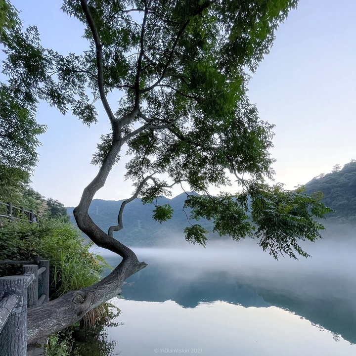迎雾树