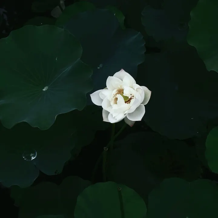 荷