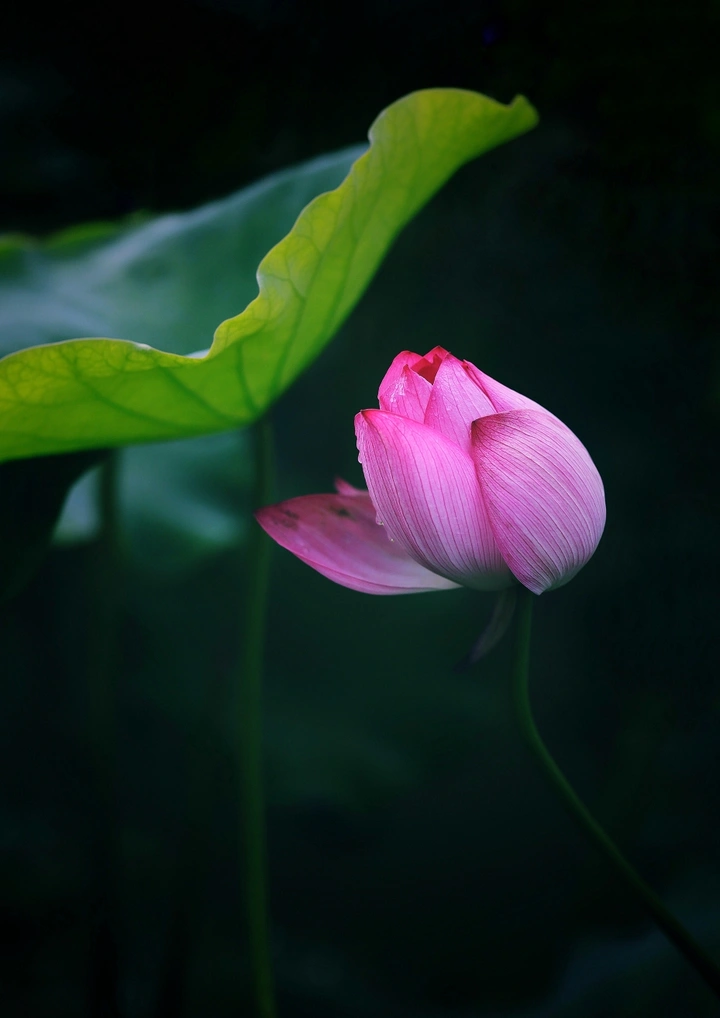 荷花