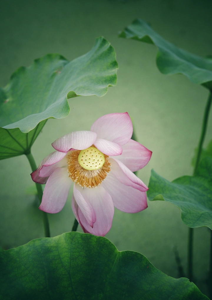 “花”样儿