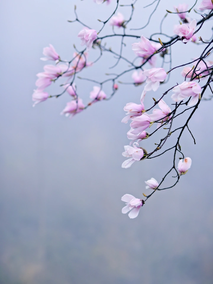 辛夷花开