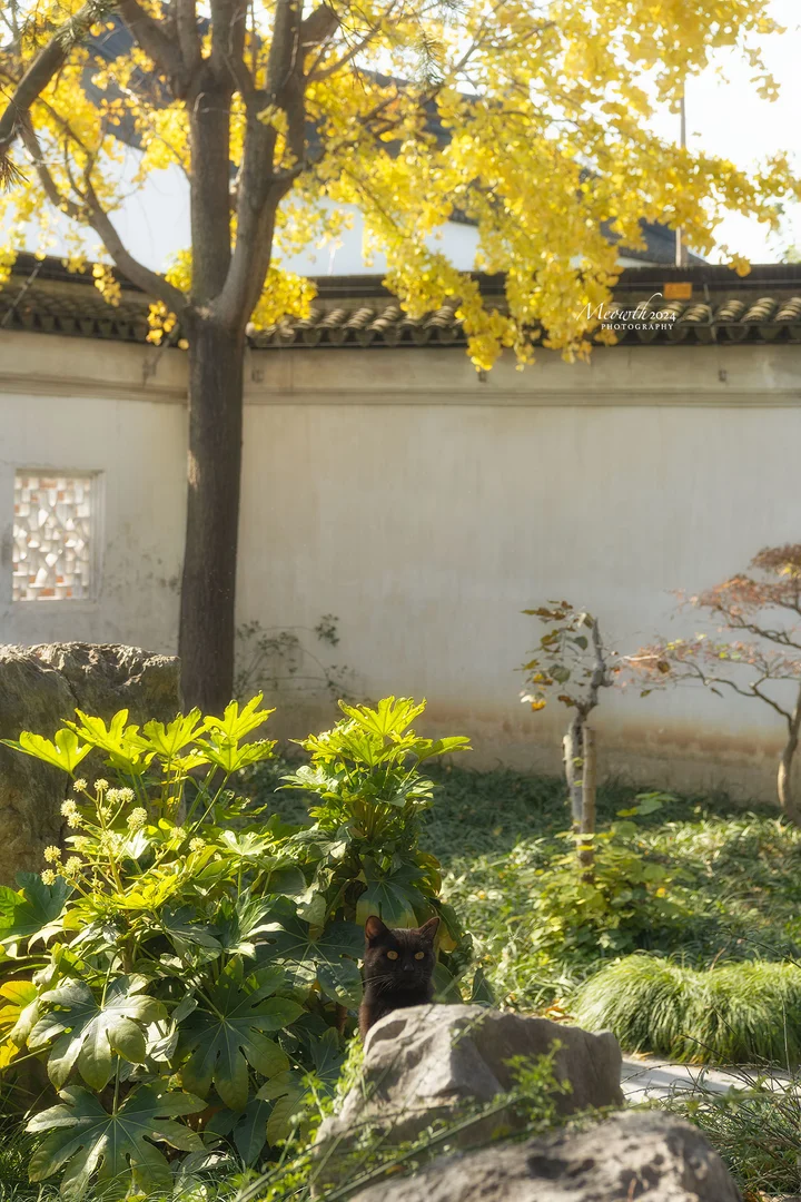 五峰园｜当小猫咪遇上银杏🍁