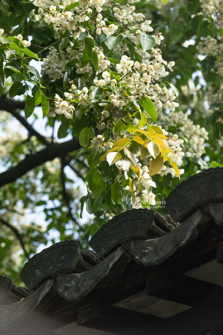 曾赵园红豆，春日里的相思🌸