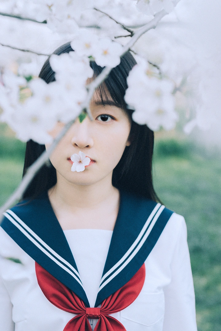 樱花之冷