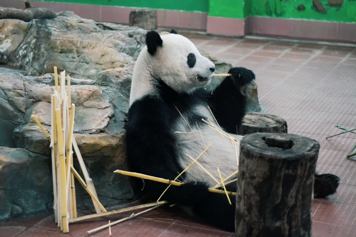动物园掠影