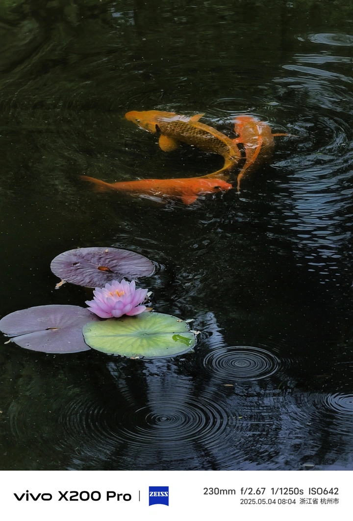 锦鳞戏莲影