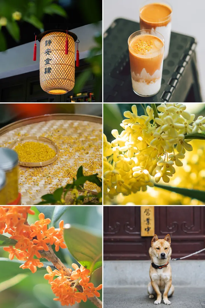 桂花飘香的季节