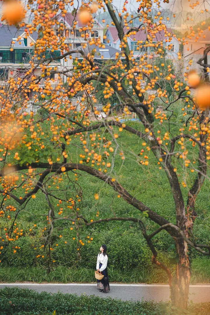 霜降｜柿柿如意