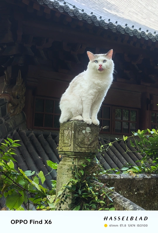 一只坐在建筑物顶端柱子上的白猫