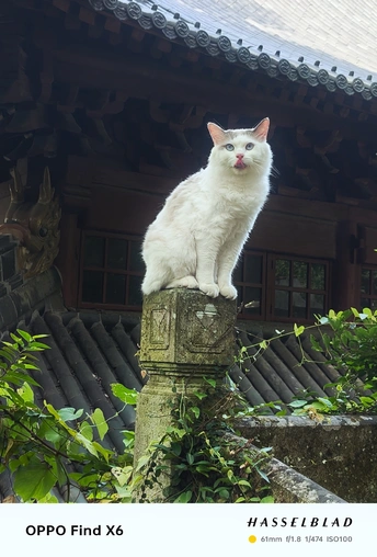 一只坐在建筑物顶端柱子上的白猫