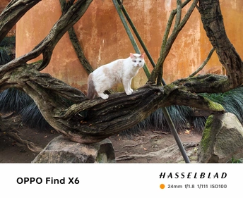 一只坐在树树枝上的白色猫