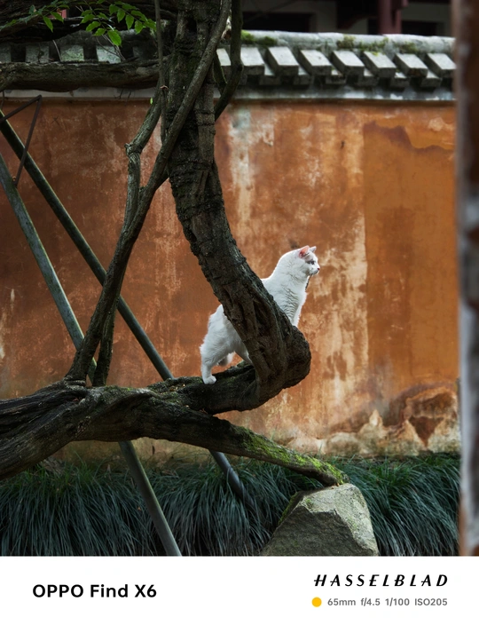 一只坐在树上的白色猫 位于建筑物的正前方