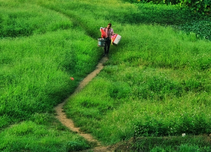 青青河边草