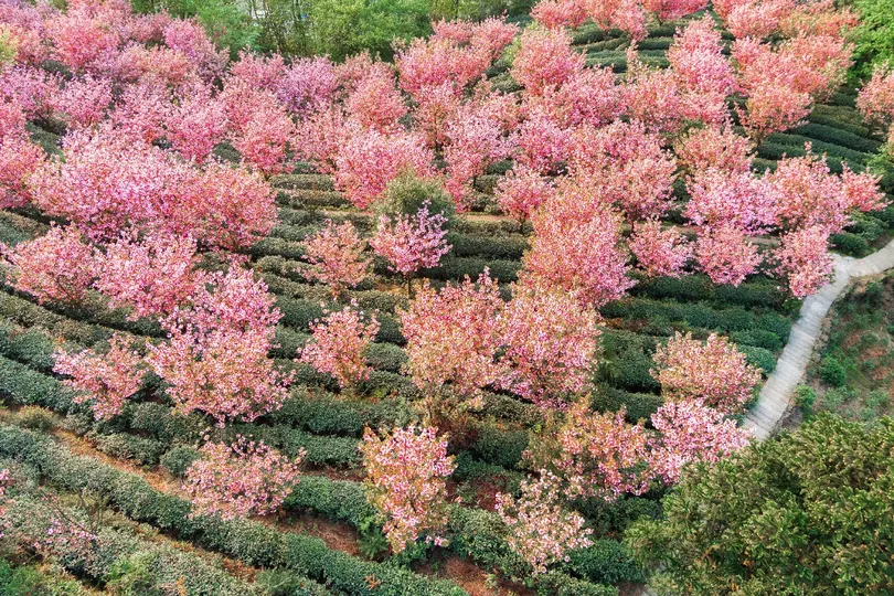 山坡上的粉红色树